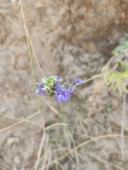 Lobelia gruina