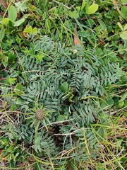 Oxytropis carpatica