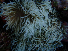 Heteractis crispa