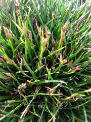 Oreobolus obtusangulus