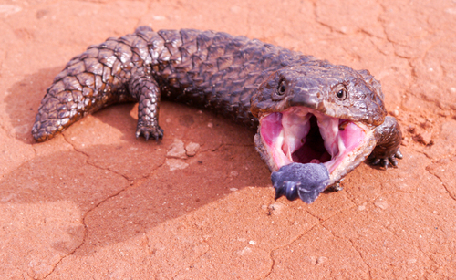 Shingleback, Arumpo NSW 2715, Australia, photo 10 of 10