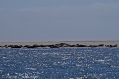 Phoca vitulina
