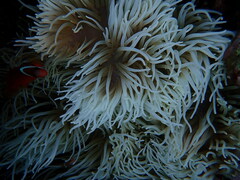 Heteractis crispa