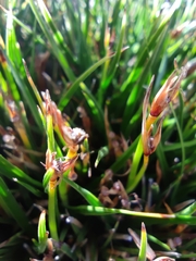 Oreobolus obtusangulus