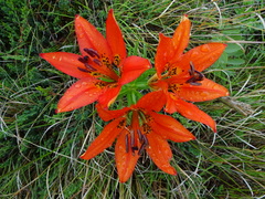 Lilium philadelphicum