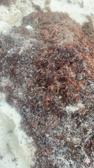 Rhododendron tomentosum