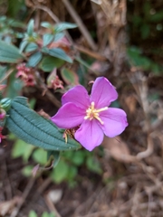 Chaetogastra scabriuscula