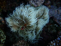 Heteractis crispa