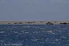 Phoca vitulina