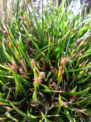 Oreobolus obtusangulus