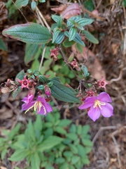 Chaetogastra scabriuscula