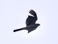 Accipiter cooperii
