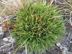 Oreobolus obtusangulus