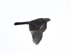 Accipiter cooperii