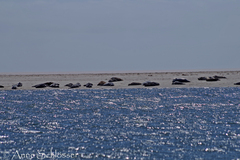 Phoca vitulina