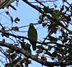 Amazona autumnalis