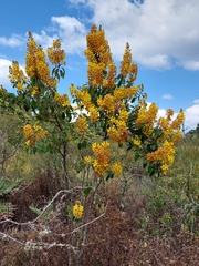 Galphimia glauca