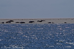 Phoca vitulina