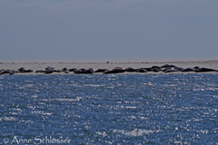 Phoca vitulina