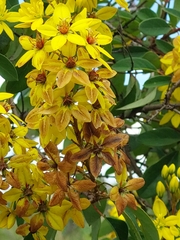 Galphimia glauca
