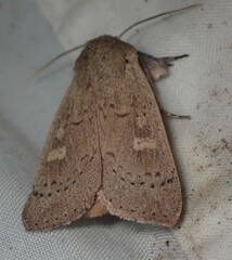 Leucania pseudargyria