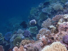 Chaetodon reticulatus