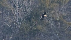 Haliaeetus pelagicus