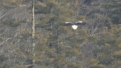 Haliaeetus pelagicus