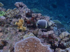 Chaetodon reticulatus