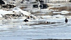 Haliaeetus pelagicus