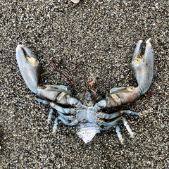 Petrolisthes cinctipes