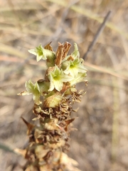 Dichromanthus michuacanus