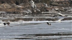 Haliaeetus pelagicus