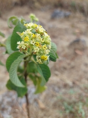 Lippia graveolens