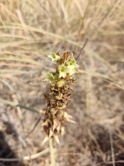 Dichromanthus michuacanus