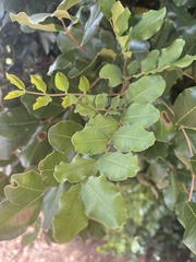 Ceratonia siliqua