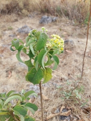 Lippia graveolens