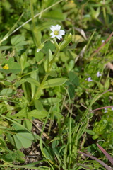 Cerastium brachypodum