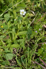 Cerastium brachypodum