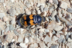 Nicrophorus vespillo
