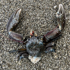 Petrolisthes cinctipes