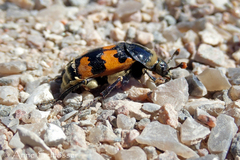 Nicrophorus vespillo