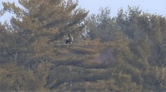 Haliaeetus pelagicus