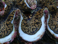 Tridacna noae