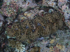 Tridacna noae