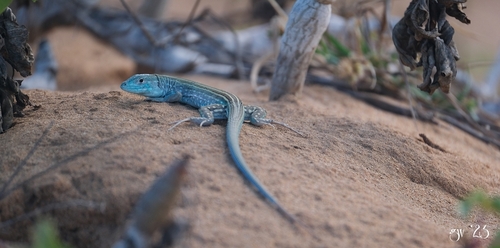 Blue Rainbow lizard, Cnemidophorus splendidus