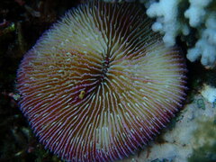 Fungia fungites