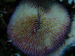 Fungia fungites