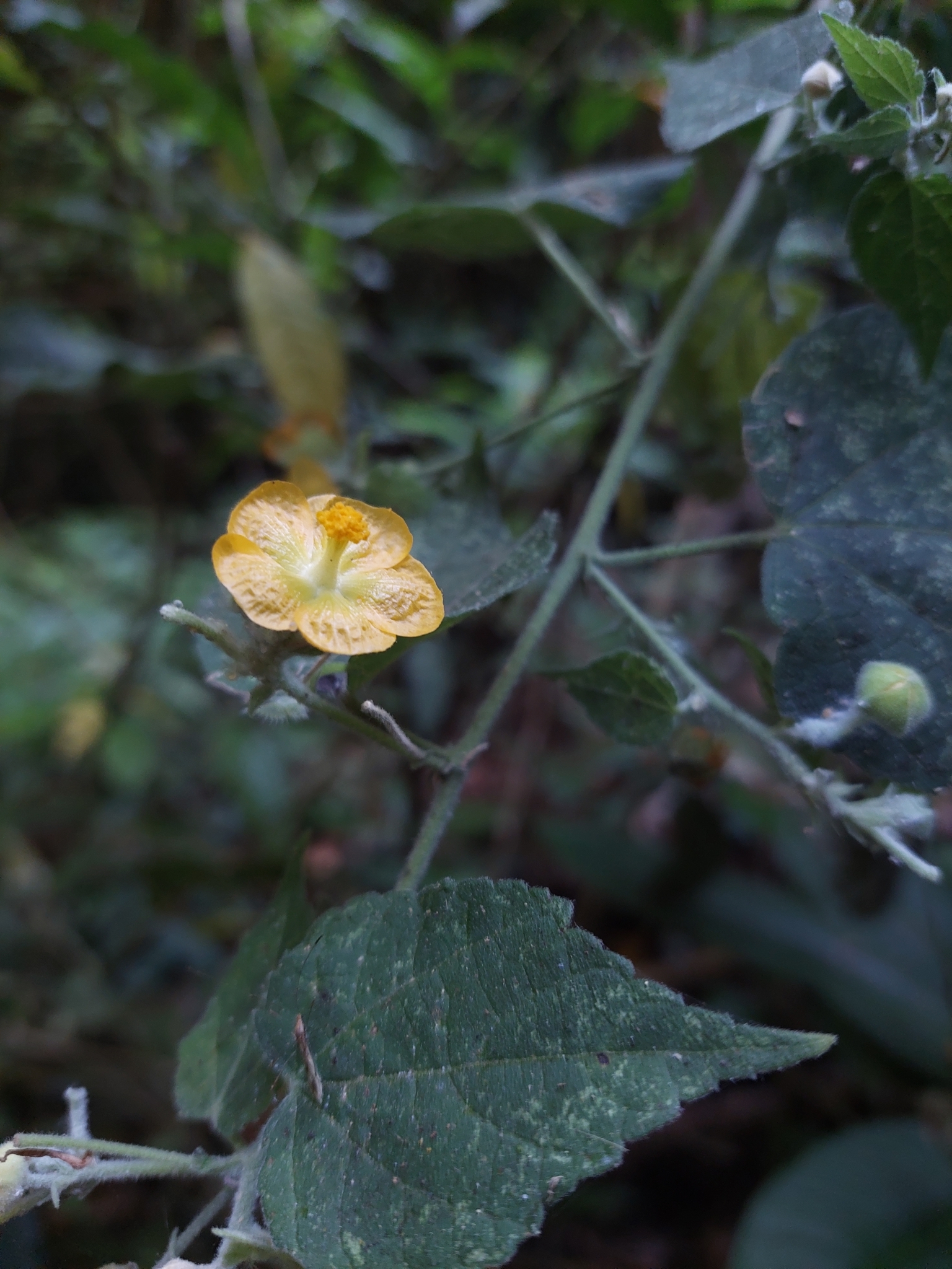 Abutilon andrieuxii Hemsl.