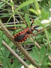 Rhynocoris